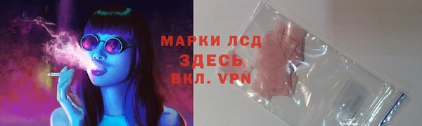 хмурый Аркадак